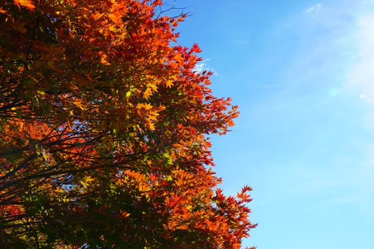 鮮やかに色づいた紅葉